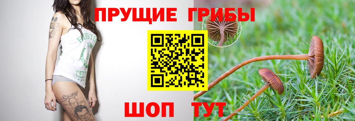 Псилоцибиновые грибы GOLDEN TEACHER  Вход с VPN  Канск 